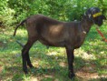 /album/galeria-de-fotos-galeria-de-fotos/ovinos-na-fazenda-expo-040-jpg/